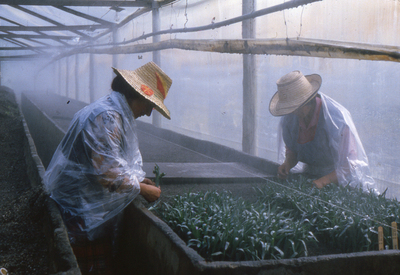 AMOR, MUJERES Y FLORES