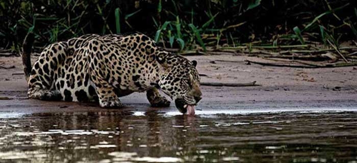 jaguar.1.jpg